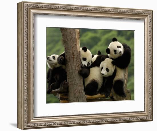 Giant Panda Babies, Wolong China Conservation and Research Center for the Giant Panda, China-Pete Oxford-Framed Photographic Print