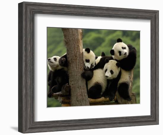 Giant Panda Babies, Wolong China Conservation and Research Center for the Giant Panda, China-Pete Oxford-Framed Photographic Print