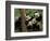 Giant Panda Babies, Wolong China Conservation and Research Center for the Giant Panda, China-Pete Oxford-Framed Photographic Print