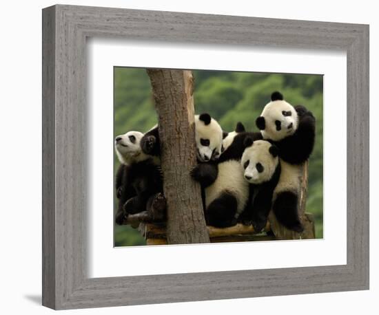 Giant Panda Babies, Wolong China Conservation and Research Center for the Giant Panda, China-Pete Oxford-Framed Photographic Print