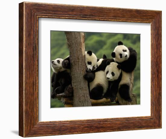 Giant Panda Babies, Wolong China Conservation and Research Center for the Giant Panda, China-Pete Oxford-Framed Photographic Print