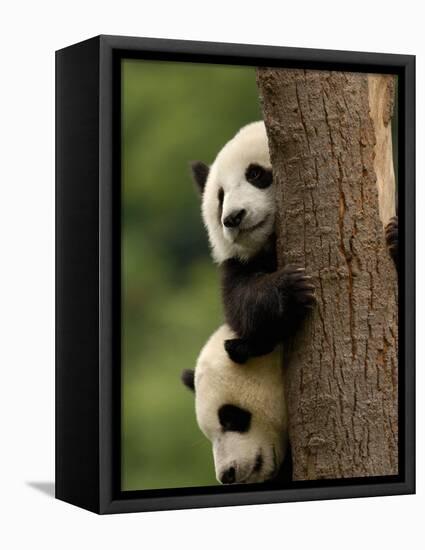 Giant Panda Babies, Wolong China Conservation and Research Center for the Giant Panda, China-Pete Oxford-Framed Premier Image Canvas