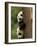 Giant Panda Babies, Wolong China Conservation and Research Center for the Giant Panda, China-Pete Oxford-Framed Photographic Print