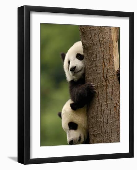 Giant Panda Babies, Wolong China Conservation and Research Center for the Giant Panda, China-Pete Oxford-Framed Photographic Print