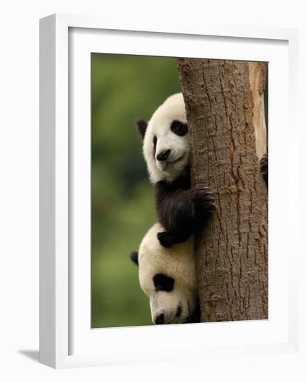 Giant Panda Babies, Wolong China Conservation and Research Center for the Giant Panda, China-Pete Oxford-Framed Photographic Print