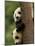 Giant Panda Babies, Wolong China Conservation and Research Center for the Giant Panda, China-Pete Oxford-Mounted Photographic Print