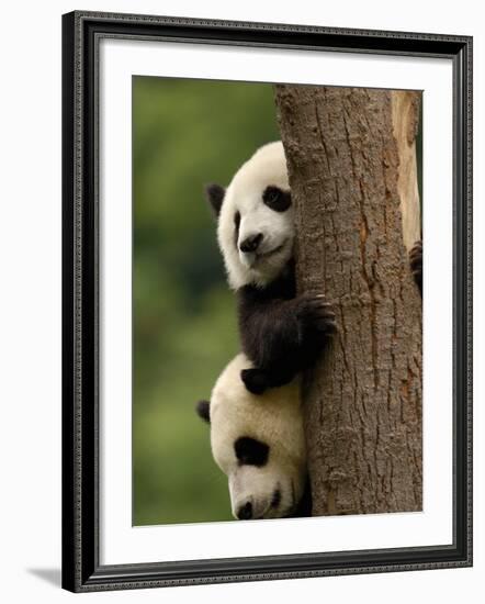 Giant Panda Babies, Wolong China Conservation and Research Center for the Giant Panda, China-Pete Oxford-Framed Photographic Print