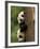 Giant Panda Babies, Wolong China Conservation and Research Center for the Giant Panda, China-Pete Oxford-Framed Photographic Print