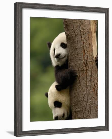 Giant Panda Babies, Wolong China Conservation and Research Center for the Giant Panda, China-Pete Oxford-Framed Photographic Print