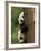 Giant Panda Babies, Wolong China Conservation and Research Center for the Giant Panda, China-Pete Oxford-Framed Photographic Print