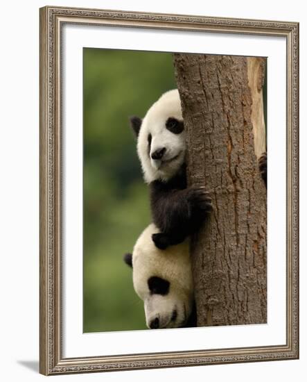 Giant Panda Babies, Wolong China Conservation and Research Center for the Giant Panda, China-Pete Oxford-Framed Photographic Print