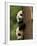 Giant Panda Babies, Wolong China Conservation and Research Center for the Giant Panda, China-Pete Oxford-Framed Photographic Print