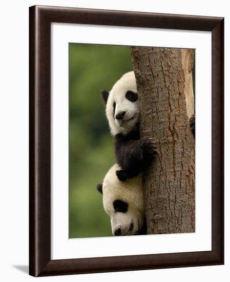 Giant Panda Babies, Wolong China Conservation and Research Center for the Giant Panda, China-Pete Oxford-Framed Photographic Print