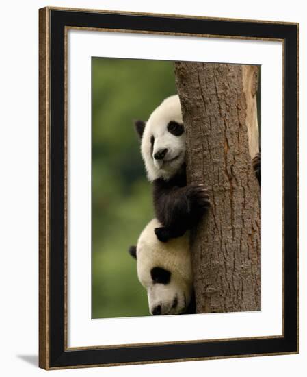 Giant Panda Babies, Wolong China Conservation and Research Center for the Giant Panda, China-Pete Oxford-Framed Photographic Print