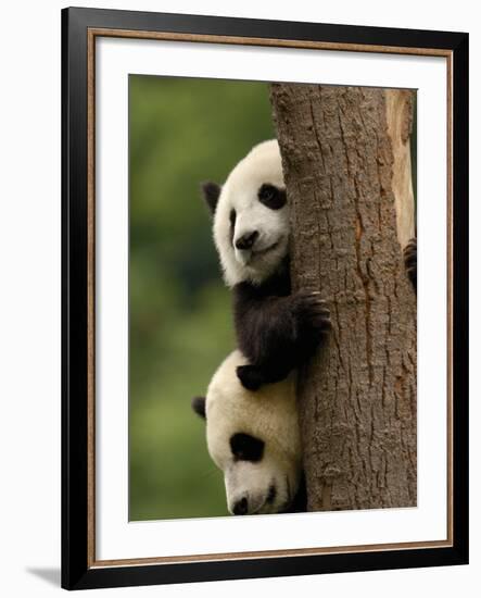 Giant Panda Babies, Wolong China Conservation and Research Center for the Giant Panda, China-Pete Oxford-Framed Photographic Print