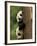 Giant Panda Babies, Wolong China Conservation and Research Center for the Giant Panda, China-Pete Oxford-Framed Photographic Print