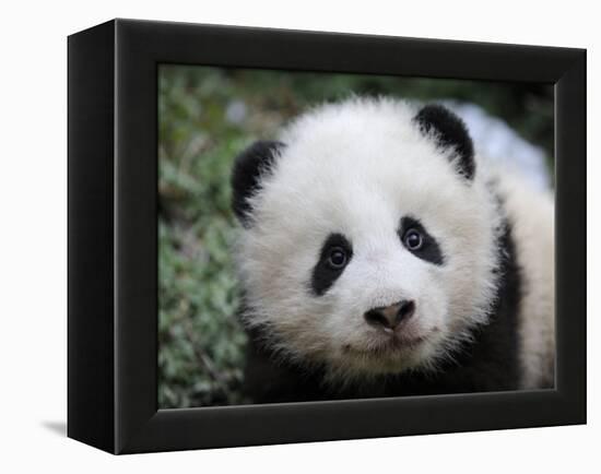 Giant Panda Baby, Aged 5 Months, Wolong Nature Reserve, China-Eric Baccega-Framed Premier Image Canvas