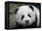 Giant Panda Baby, Aged 5 Months, Wolong Nature Reserve, China-Eric Baccega-Framed Premier Image Canvas