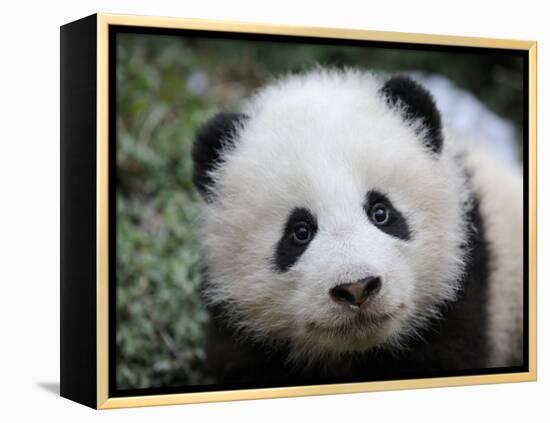 Giant Panda Baby, Aged 5 Months, Wolong Nature Reserve, China-Eric Baccega-Framed Premier Image Canvas