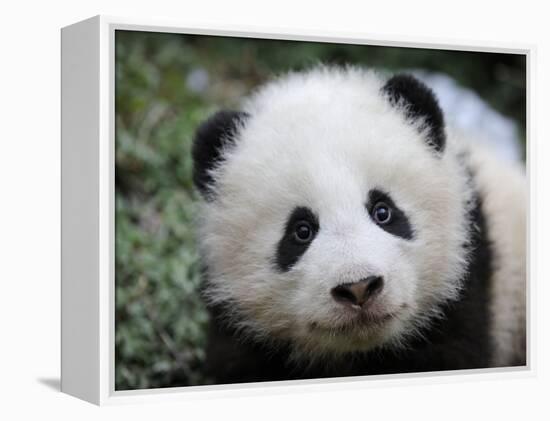 Giant Panda Baby, Aged 5 Months, Wolong Nature Reserve, China-Eric Baccega-Framed Premier Image Canvas