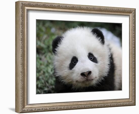 Giant Panda Baby, Aged 5 Months, Wolong Nature Reserve, China-Eric Baccega-Framed Photographic Print