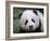 Giant Panda Baby, Aged 5 Months, Wolong Nature Reserve, China-Eric Baccega-Framed Photographic Print