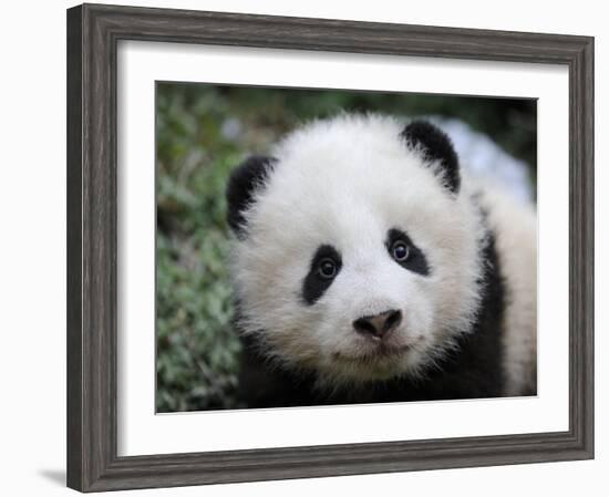 Giant Panda Baby, Aged 5 Months, Wolong Nature Reserve, China-Eric Baccega-Framed Photographic Print