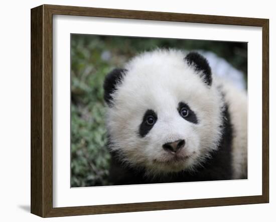 Giant Panda Baby, Aged 5 Months, Wolong Nature Reserve, China-Eric Baccega-Framed Photographic Print