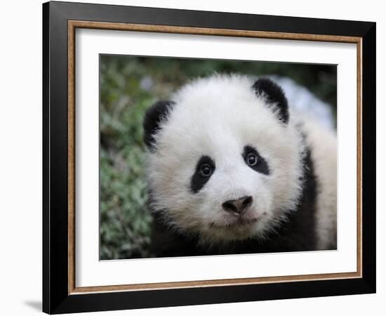 Giant Panda Baby, Aged 5 Months, Wolong Nature Reserve, China-Eric Baccega-Framed Photographic Print