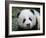 Giant Panda Baby, Aged 5 Months, Wolong Nature Reserve, China-Eric Baccega-Framed Photographic Print