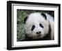 Giant Panda Baby, Aged 5 Months, Wolong Nature Reserve, China-Eric Baccega-Framed Photographic Print