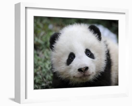 Giant Panda Baby, Aged 5 Months, Wolong Nature Reserve, China-Eric Baccega-Framed Photographic Print