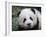 Giant Panda Baby, Aged 5 Months, Wolong Nature Reserve, China-Eric Baccega-Framed Photographic Print