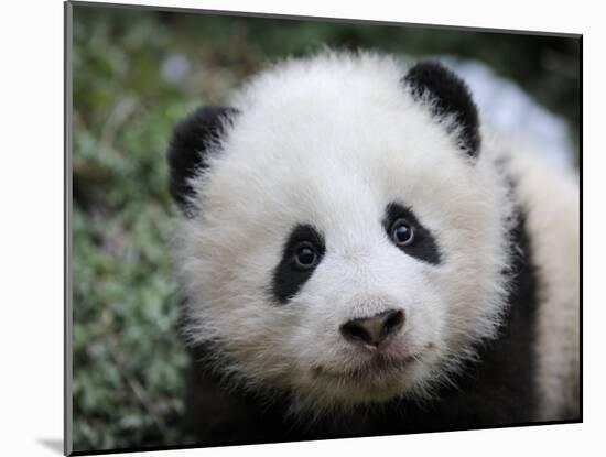 Giant Panda Baby, Aged 5 Months, Wolong Nature Reserve, China-Eric Baccega-Mounted Photographic Print