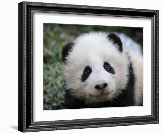 Giant Panda Baby, Aged 5 Months, Wolong Nature Reserve, China-Eric Baccega-Framed Photographic Print