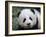 Giant Panda Baby, Aged 5 Months, Wolong Nature Reserve, China-Eric Baccega-Framed Photographic Print