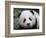 Giant Panda Baby, Aged 5 Months, Wolong Nature Reserve, China-Eric Baccega-Framed Photographic Print