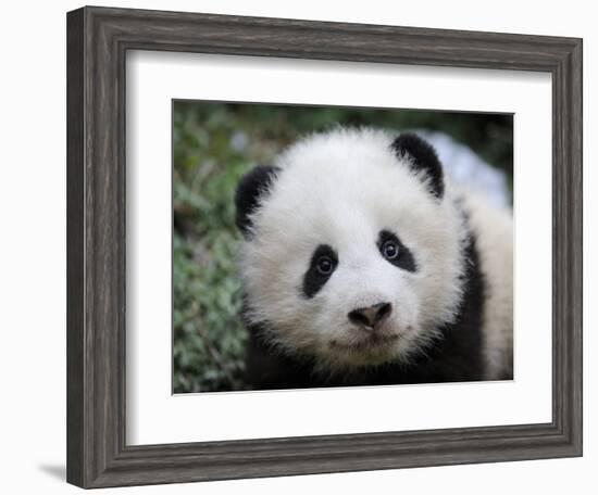 Giant Panda Baby, Aged 5 Months, Wolong Nature Reserve, China-Eric Baccega-Framed Photographic Print