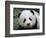 Giant Panda Baby, Aged 5 Months, Wolong Nature Reserve, China-Eric Baccega-Framed Photographic Print