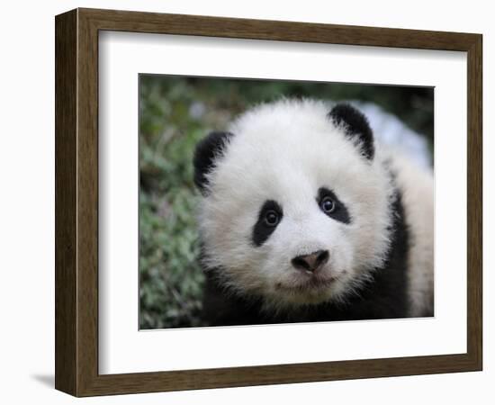 Giant Panda Baby, Aged 5 Months, Wolong Nature Reserve, China-Eric Baccega-Framed Photographic Print