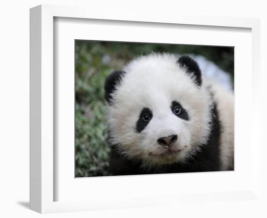 Giant Panda Baby, Aged 5 Months, Wolong Nature Reserve, China-Eric Baccega-Framed Photographic Print