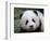 Giant Panda Baby, Aged 5 Months, Wolong Nature Reserve, China-Eric Baccega-Framed Photographic Print