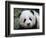 Giant Panda Baby, Aged 5 Months, Wolong Nature Reserve, China-Eric Baccega-Framed Photographic Print