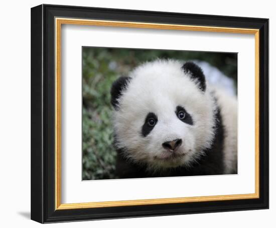 Giant Panda Baby, Aged 5 Months, Wolong Nature Reserve, China-Eric Baccega-Framed Photographic Print