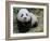 Giant Panda Baby Aged 5 Months, Wolong Nature Reserve, China-Eric Baccega-Framed Photographic Print