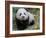 Giant Panda Baby Aged 5 Months, Wolong Nature Reserve, China-Eric Baccega-Framed Photographic Print