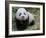 Giant Panda Baby Aged 5 Months, Wolong Nature Reserve, China-Eric Baccega-Framed Photographic Print