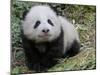 Giant Panda Baby Aged 5 Months, Wolong Nature Reserve, China-Eric Baccega-Mounted Photographic Print