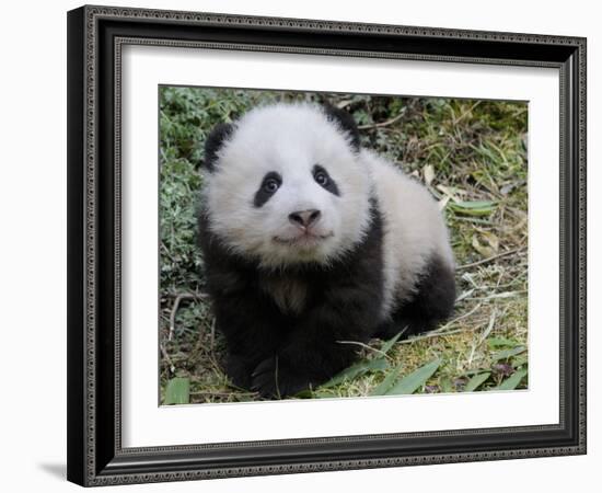 Giant Panda Baby Aged 5 Months, Wolong Nature Reserve, China-Eric Baccega-Framed Photographic Print