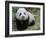 Giant Panda Baby Aged 5 Months, Wolong Nature Reserve, China-Eric Baccega-Framed Photographic Print